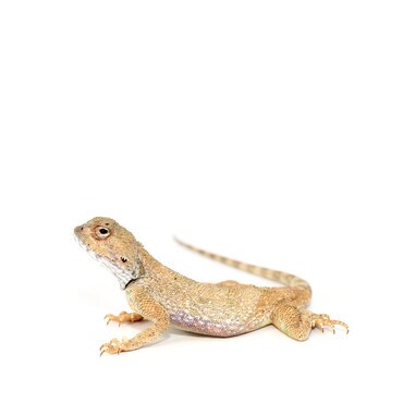 Male Desert Rock Agama